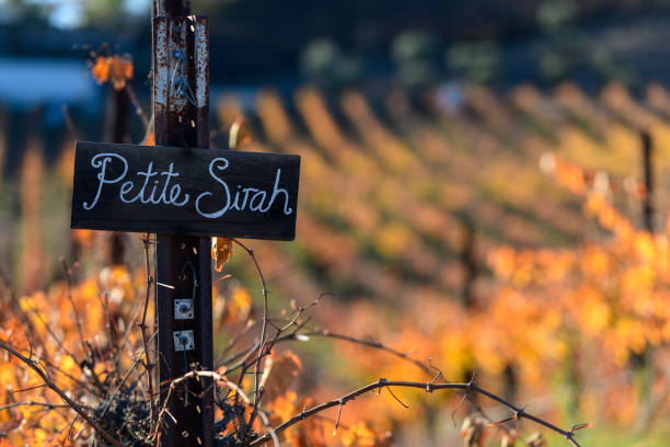 Petite Wool Wine